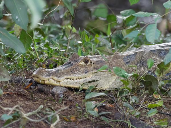 <h3><a href="/trips/costa-rica/biota/animalia/chordata/crocodylia/alligatoridae/caiman crocodilus/caiman crocodilus-nl.html">Caiman&nbsp;crocodilus</a> / Common&nbsp;caiman / Brilkaaiman</h3>OM-1 Mark II met M.300mm F4.0 + MC-14, 1/250 sec  bij F5.6, ISO 10000, afstand 20.7&nbsp;m